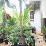 Coconut Tree / Thengu (18th Patta Dwarf) Hybrid Seedling - Image 2