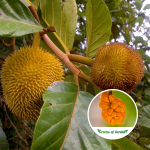 Anjili Chakka Fruit Plant