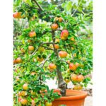 Apple (Hrmn 99, Grafted) Fruit Plant | Hot Climate - Image 2