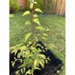 Apricot (Seedling) Fruit Plant - Image 4