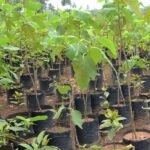 Fig / Anjeer / Athi pazham (Isreal, Layer) Fruit Plant - Image 4