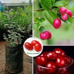 Sweet Karonda Cherry Plant Sale