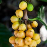 Baraba / Cherry Mangosteen (Seedling) Fruit Plant - Image 2