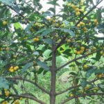 Baraba / Cherry Mangosteen (Seedling) Fruit Plant - Image 5