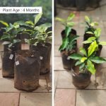 Buy Baraba Fruit Live seedling Plant