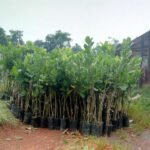 Cashew Apple (Desi, Graft) Fruit Plant - Image 4