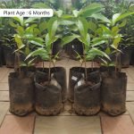 apple Chamba Fruit Live Plant