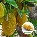 Chempedak fruit plant sale