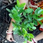 Cherry (Karonda/Bakery, Graft) Fruit Plant - Image 4