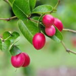 Cherry (Karonda/Bakery, Graft) Fruit Plant - Image 3