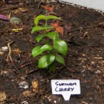 Cherry (Surinam, Layer) Fruit Plant - Image 4