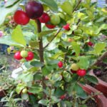 Cherry (West Indian, Layer) Fruit Plant - Image 2