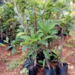 Chikoo / Sapota (Desi, Grafted) Fruit Plant - Image 4