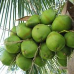 Coconut Tree / Thengu (Sunnanki Dwarf) Hybrid Seedling - Image 2