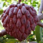 Custard apple / Seethapazham (Red, Graft) Fruit Plant - Image 2