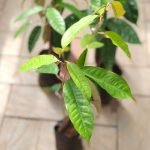 Durian (Seedling) Live Fruit Plant