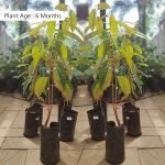Durian (Seedling) Live Fruit Plant