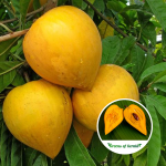 Egg fruit-plant-purchase