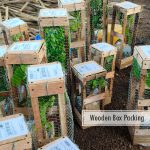 Cashew Apple (Desi, Graft) Fruit Plant - Image 3