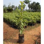 Guava / Perakka (Lucknow 49, Layer) Fruit Plant - Image 6