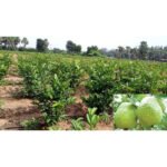 Guava / Perakka (1 K.G White Inside, Layer) Fruit Plant - Image 8