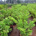 Guava / Perakka (Kiran, Layer) Fruit Plant - Image 4