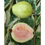 Guava / Perakka (Varigated, Layer) Fruit Plant - Image 2