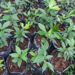 Guama Guaba Ice-cream-bean Fruit