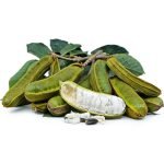 Inga cipo Pois sucre Rabo de mico