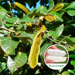 Ice cream beans fruit plant