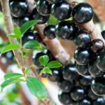 Jabuticaba (Sabara, Layering) Fruit Plant - Image 4