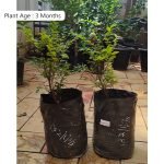 Jabuticaba Black (Seedling) Fruit Live Plant