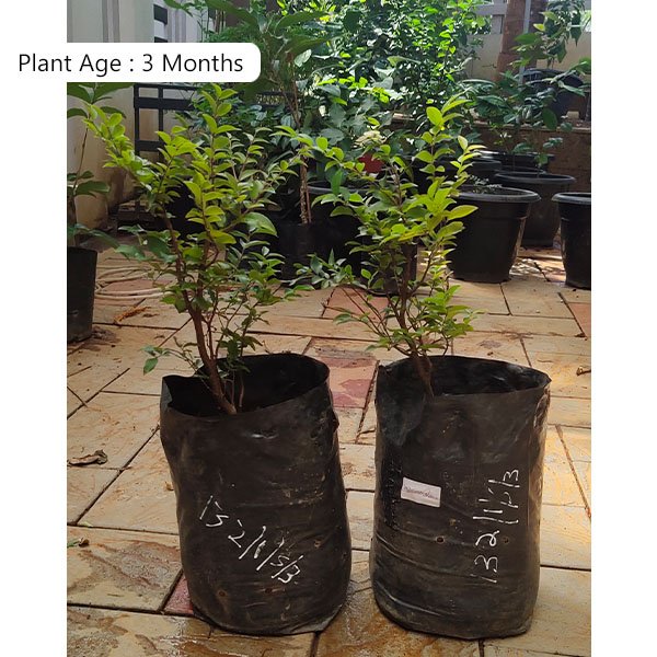 Jabuticaba Black (Seedling) Fruit Live Plant