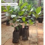 Jackfruit (Thenvarikka, Budded) Fruit Plant | Honey Jack - Image 4