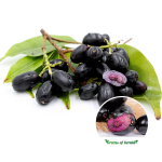 Jamun-Black-Fruit Plant-Sale