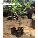 Buy Jamun Njaval Pazham (Graft) Fruit Live Plant Online
