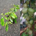 Jamun / Njaval (White, Graft) Fruit Plant - Image 4