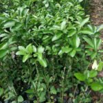 Babloos / Pomilo (Red, Graft) Fruit Plant - Image 4