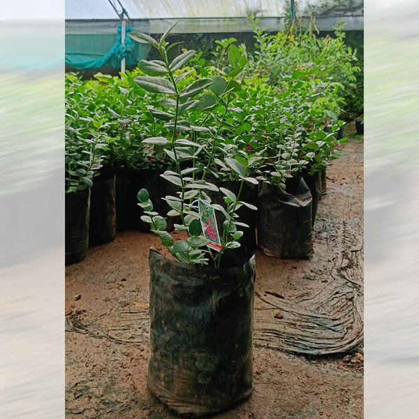 Sweet Bakery Cherry Plant Sale Online