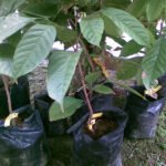 Langsat fruit seedling sapling