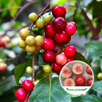 Loovikka fruit plant sale