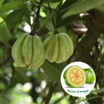 Malabar Tamarind fruit plant sale