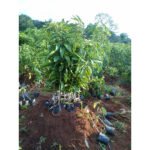 Mango (Alphonso, Graft) Fruit Plant - Image 4