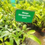 Mango (Himapasanth, Graft) Fruit Plant - Image 4