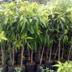 Mango (Kalluketty, Graft) Fruit Plant - Image 2