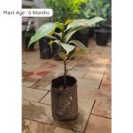 Buy Mangosteen (Seedling) Live Fruit Plant Online