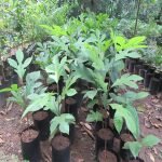 Marang (Artocarpus Odoratissimus) Fruit Plant - Image 2