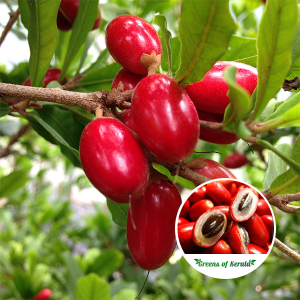 Miracle Fruit Plant Purchase