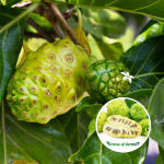 Noni Fruit Plant