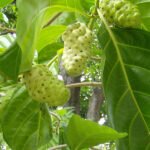 Noni Fruit (Seedling) Plant - Image 2